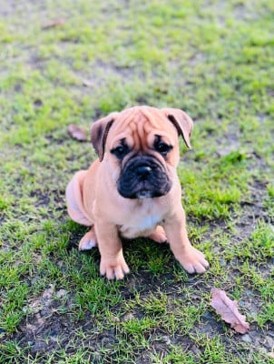 Les chiots de Bulldog continental