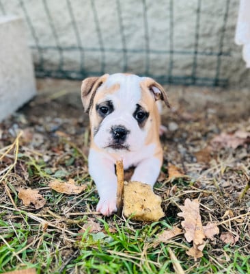Les chiots de Bulldog continental