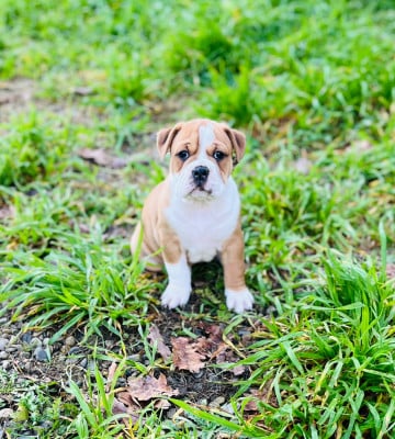 Les chiots de Bulldog continental