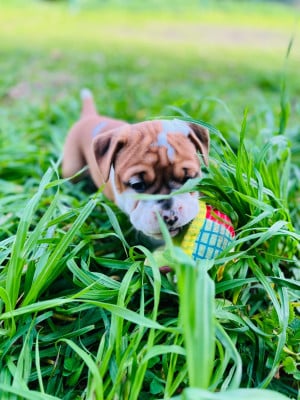 Les chiots de Bulldog continental
