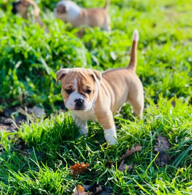 Les chiots de Bulldog continental
