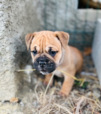 Les chiots de Bulldog continental