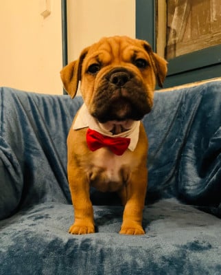 Les chiots de Bulldog continental