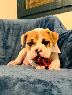 Les chiots de Bulldog continental