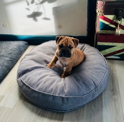 Les chiots de Bulldog continental