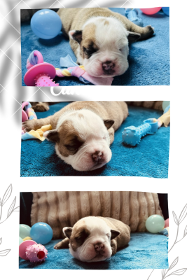 Les chiots de Bulldog continental