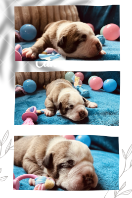 Les chiots de Bulldog continental