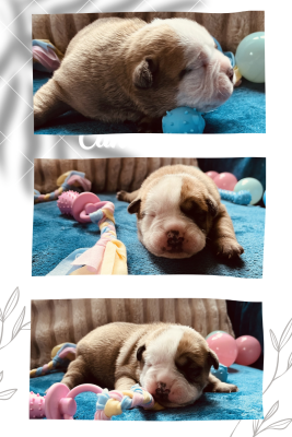 Les chiots de Bulldog continental