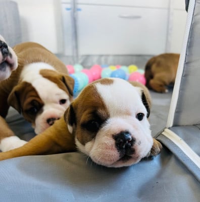 Les chiots de Bulldog continental
