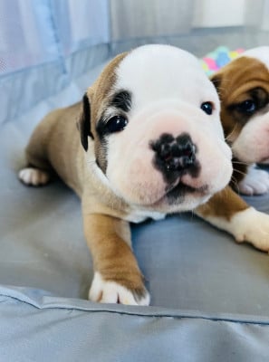 Les chiots de Bulldog continental