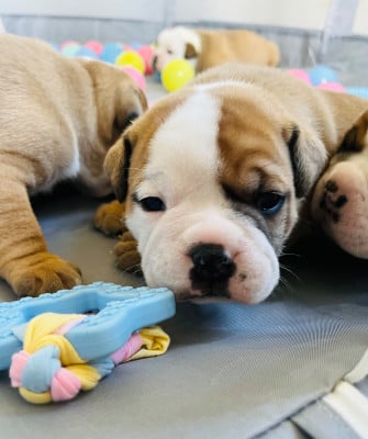 Les chiots de Bulldog continental
