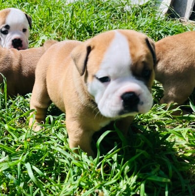 Les chiots de Bulldog continental