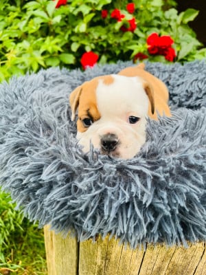 Les chiots de Bulldog continental