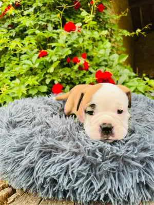 Les chiots de Bulldog continental