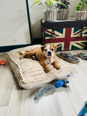 Les chiots de Bulldog continental