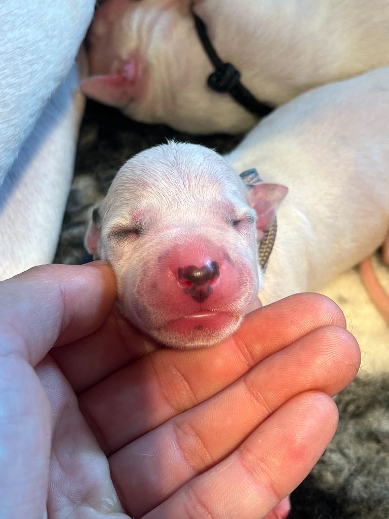 Femelle collier Lila