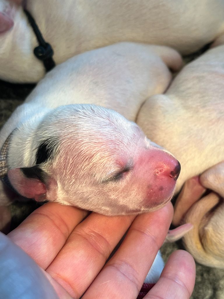 Femelle collier Lila