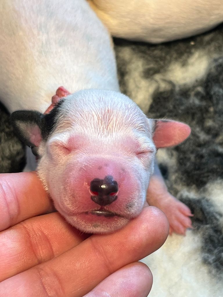 Femelle collier rose