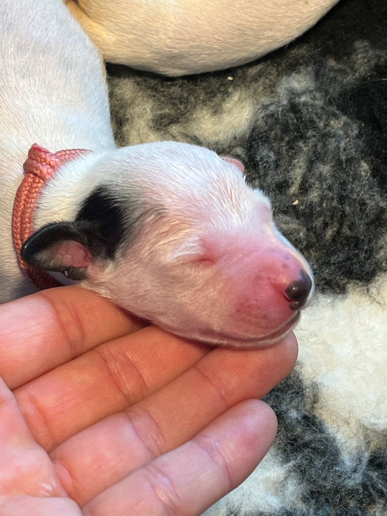 Femelle collier rose