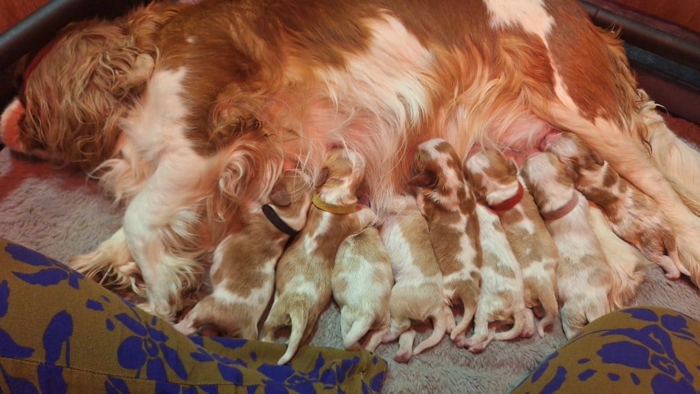 Cavalier King Charles Spaniel - (Sans Affixe)