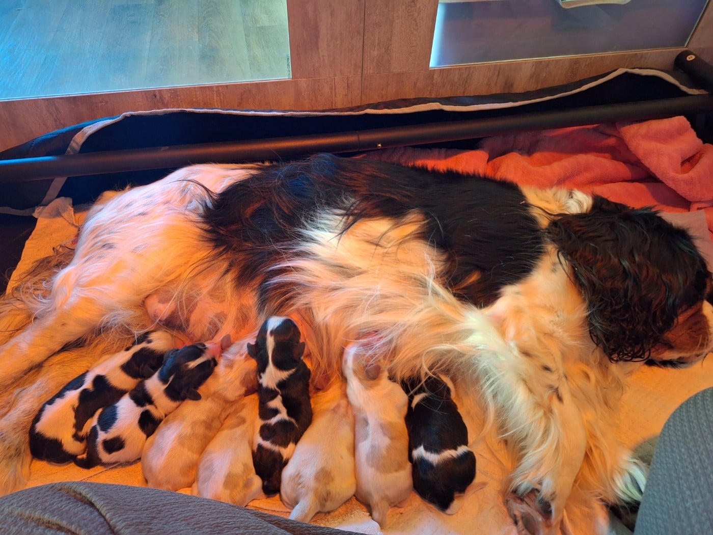 Chiot Cavalier King Charles Spaniel