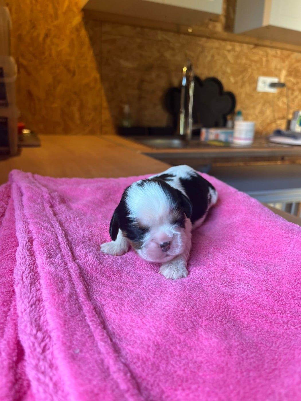Chiot N°1
