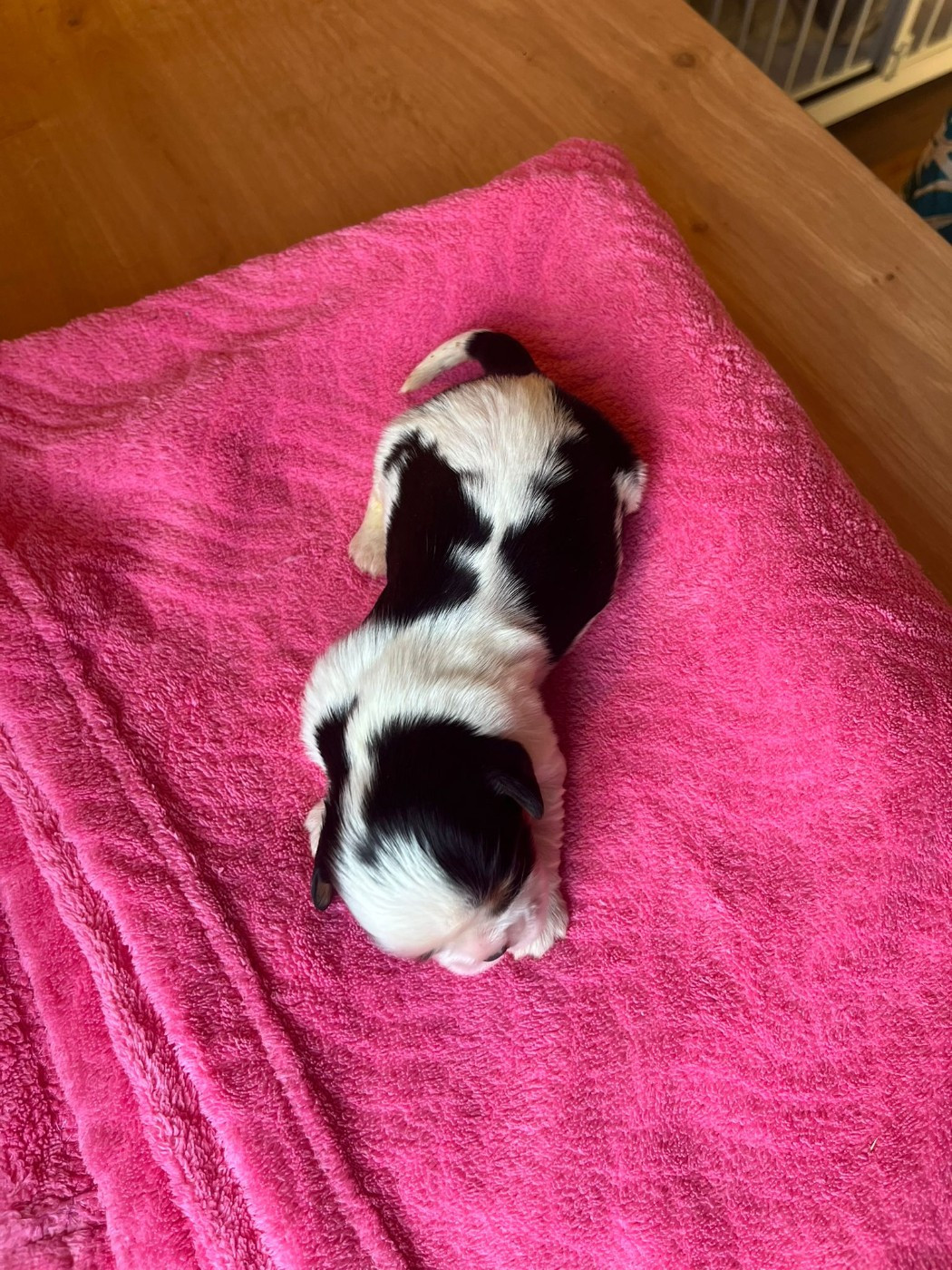 Chiot N°1