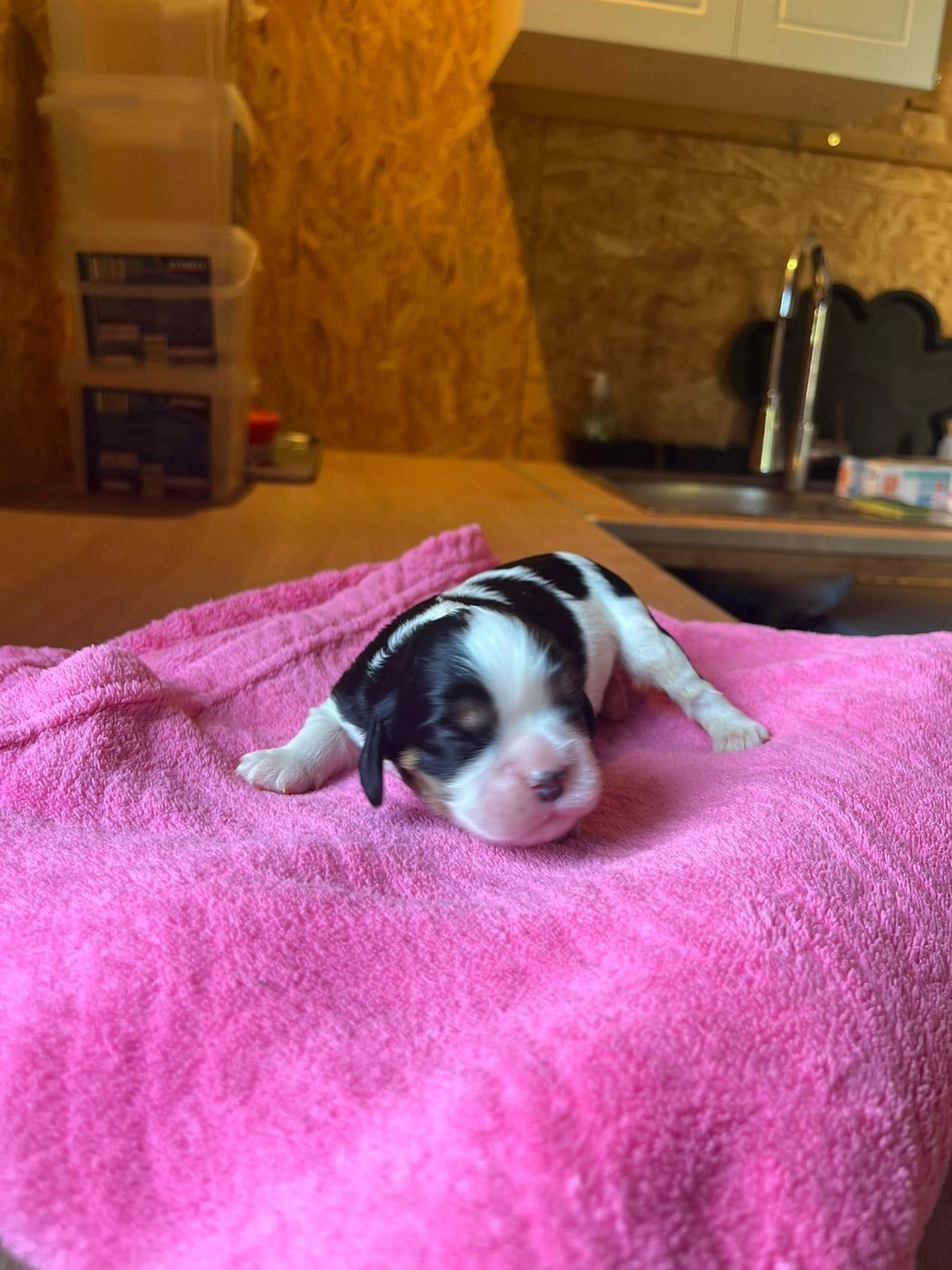 Chiot N°2