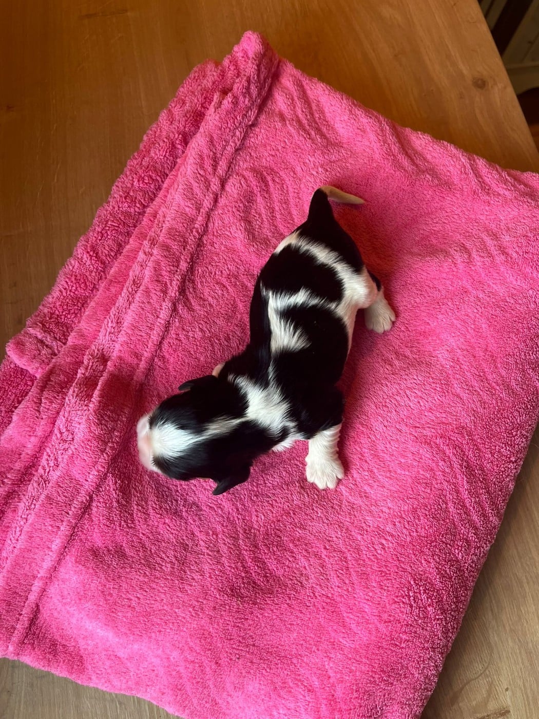 Chiot N°2
