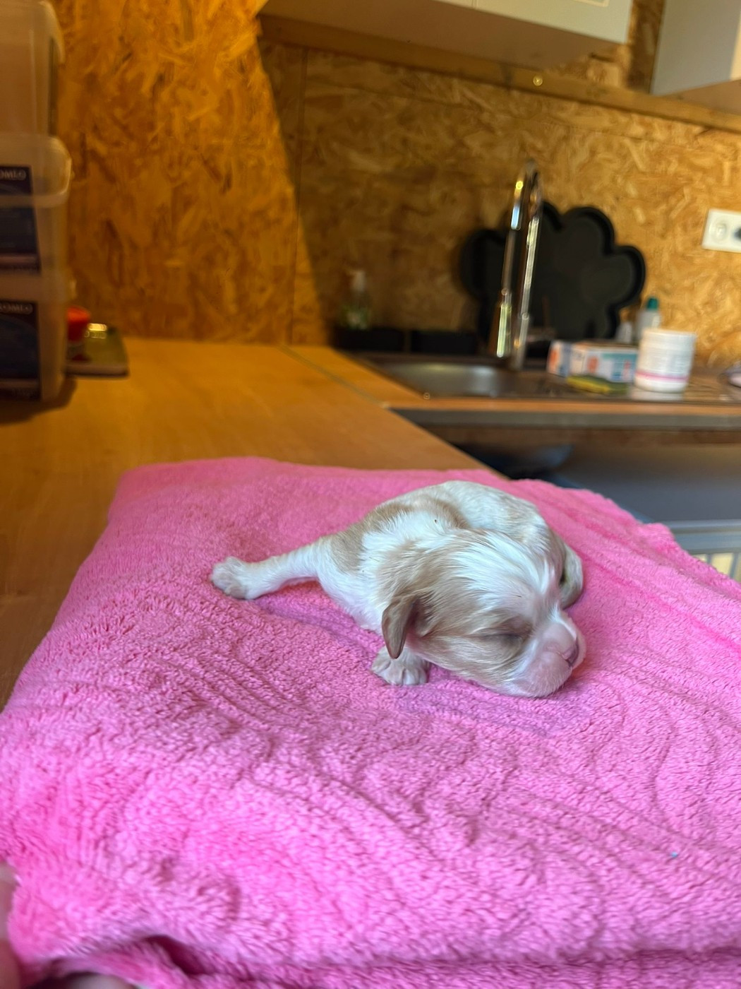 Chiot N°3