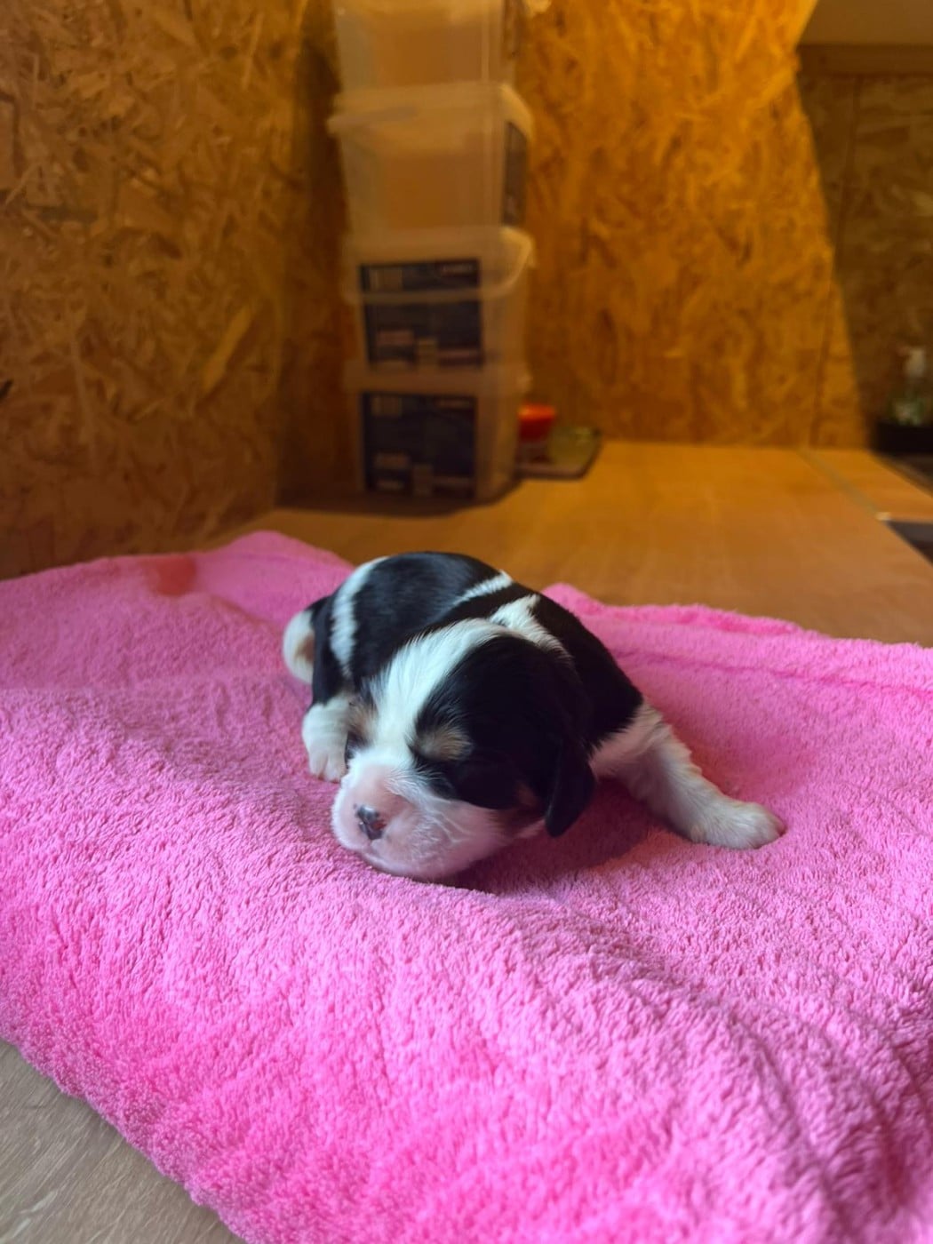 Chiot N°8