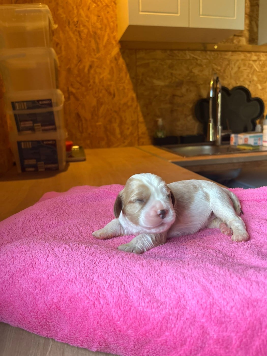 Chiot N°6