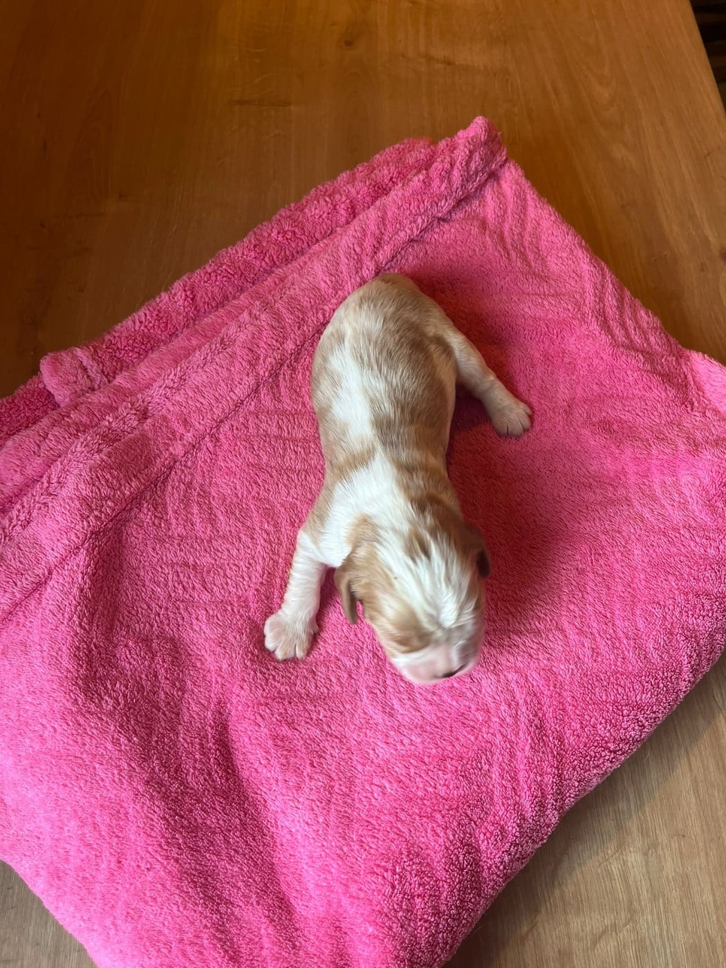 Chiot N°6