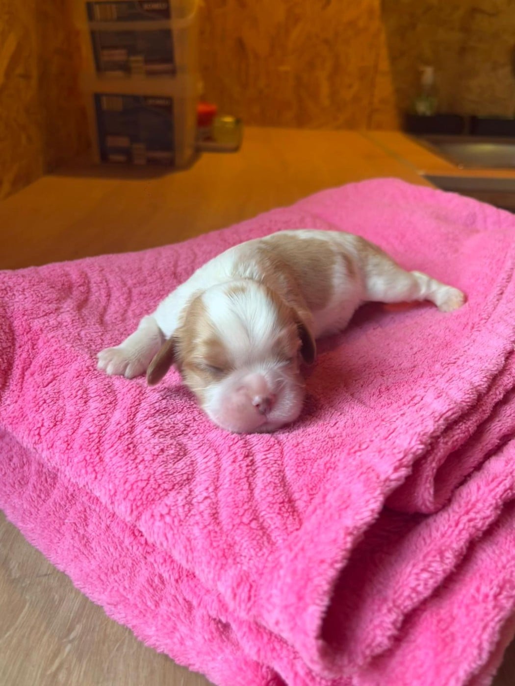 Chiot N°4