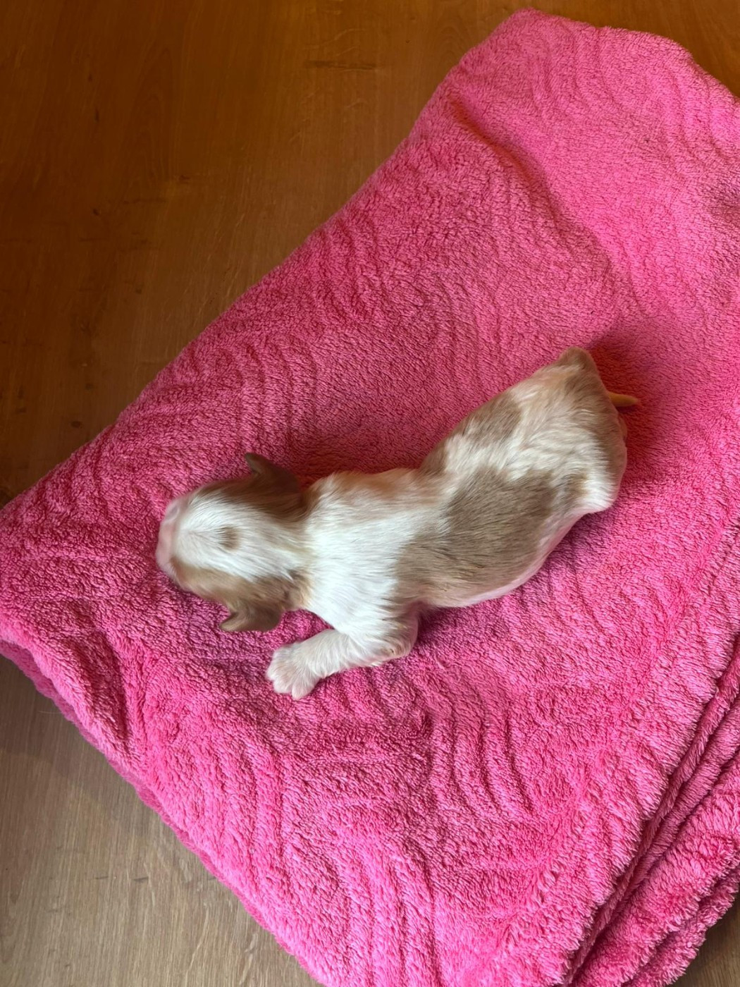 Chiot N°4
