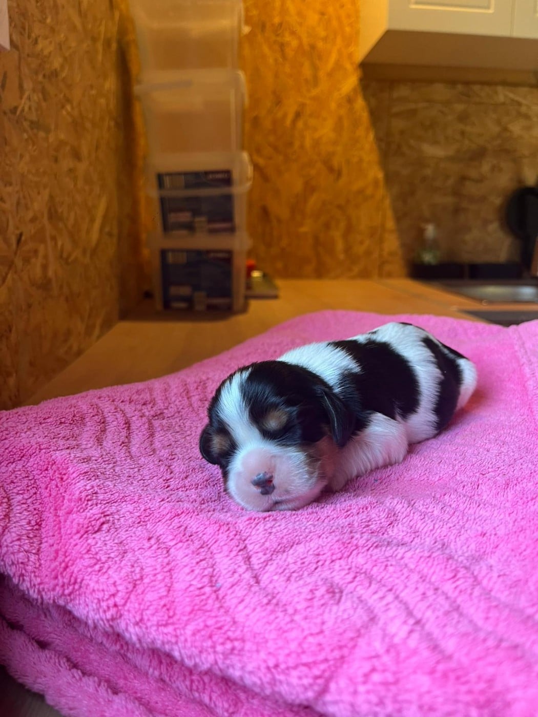 Chiot N°5