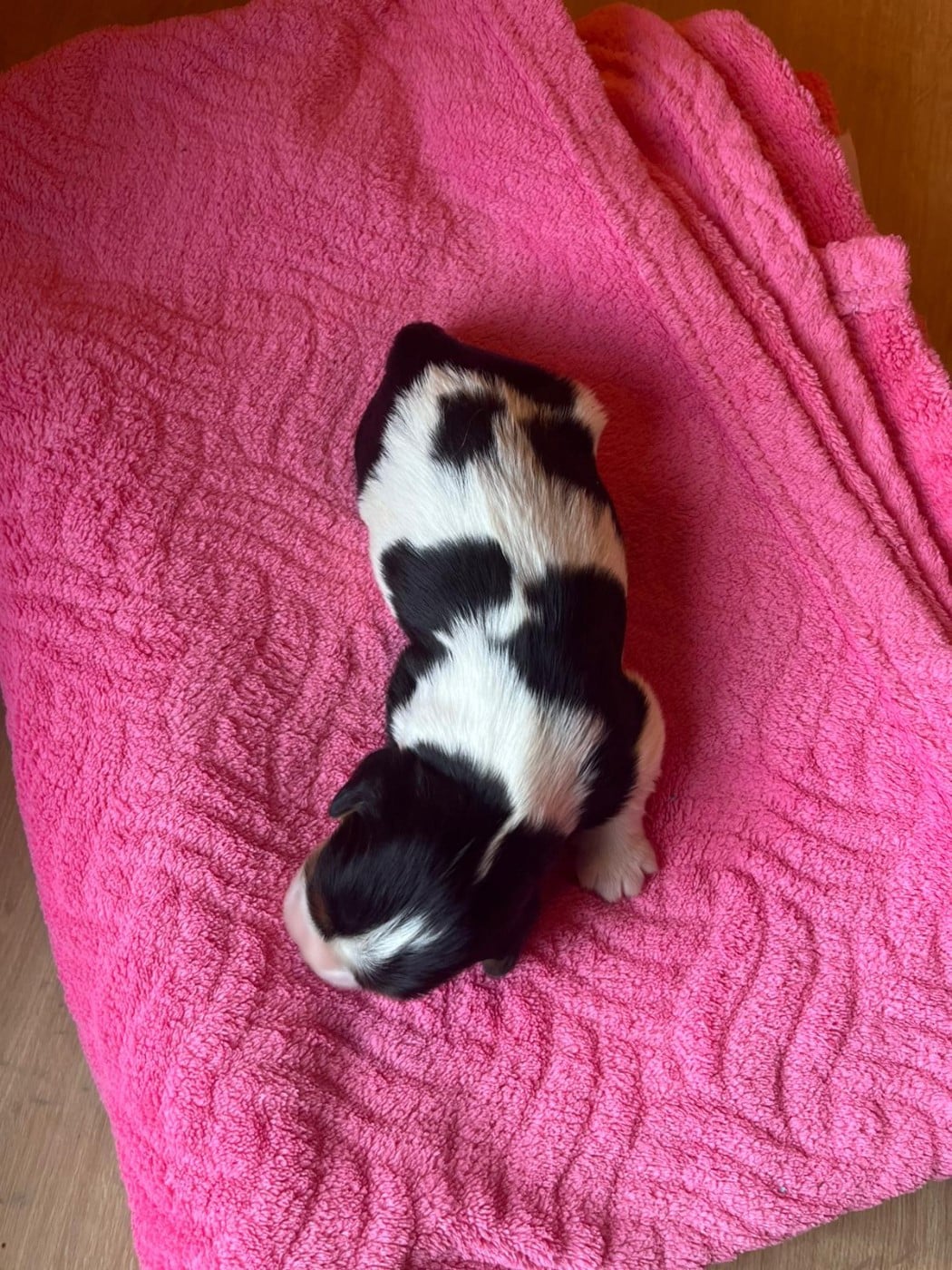 Chiot N°5