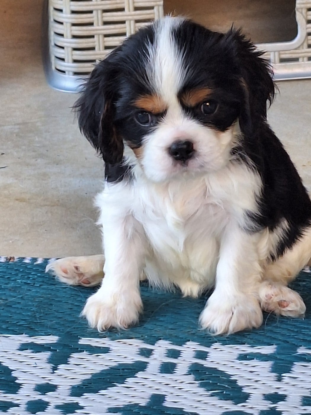 Chiot N°8