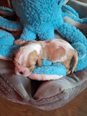 CHIOT 6 - Cavalier King Charles Spaniel