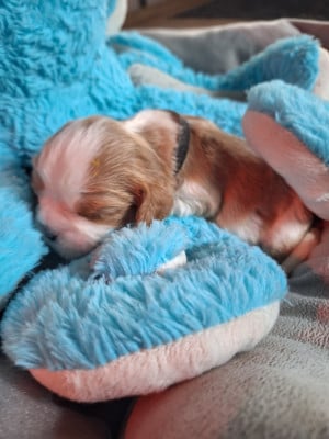 CHIOT 9 - Cavalier King Charles Spaniel
