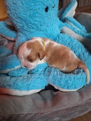 Cavalier King Charles Spaniel