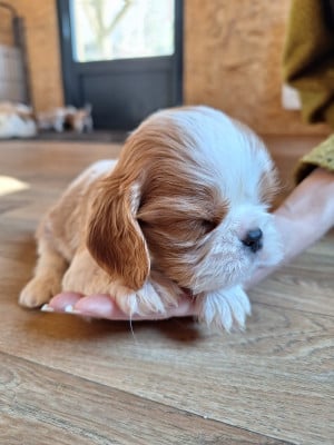 Les chiots de Cavalier King Charles Spaniel