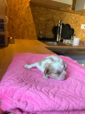 Chiot N°3 - Cavalier King Charles Spaniel