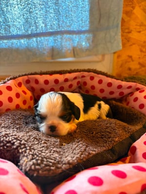 Les chiots de Cavalier King Charles Spaniel