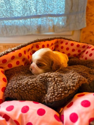 Les chiots de Cavalier King Charles Spaniel