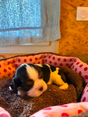 Les chiots de Cavalier King Charles Spaniel