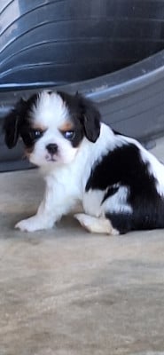 Les chiots de Cavalier King Charles Spaniel