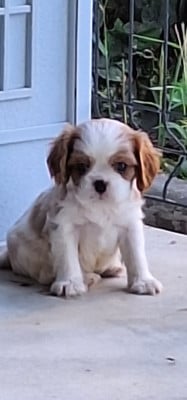 Les chiots de Cavalier King Charles Spaniel