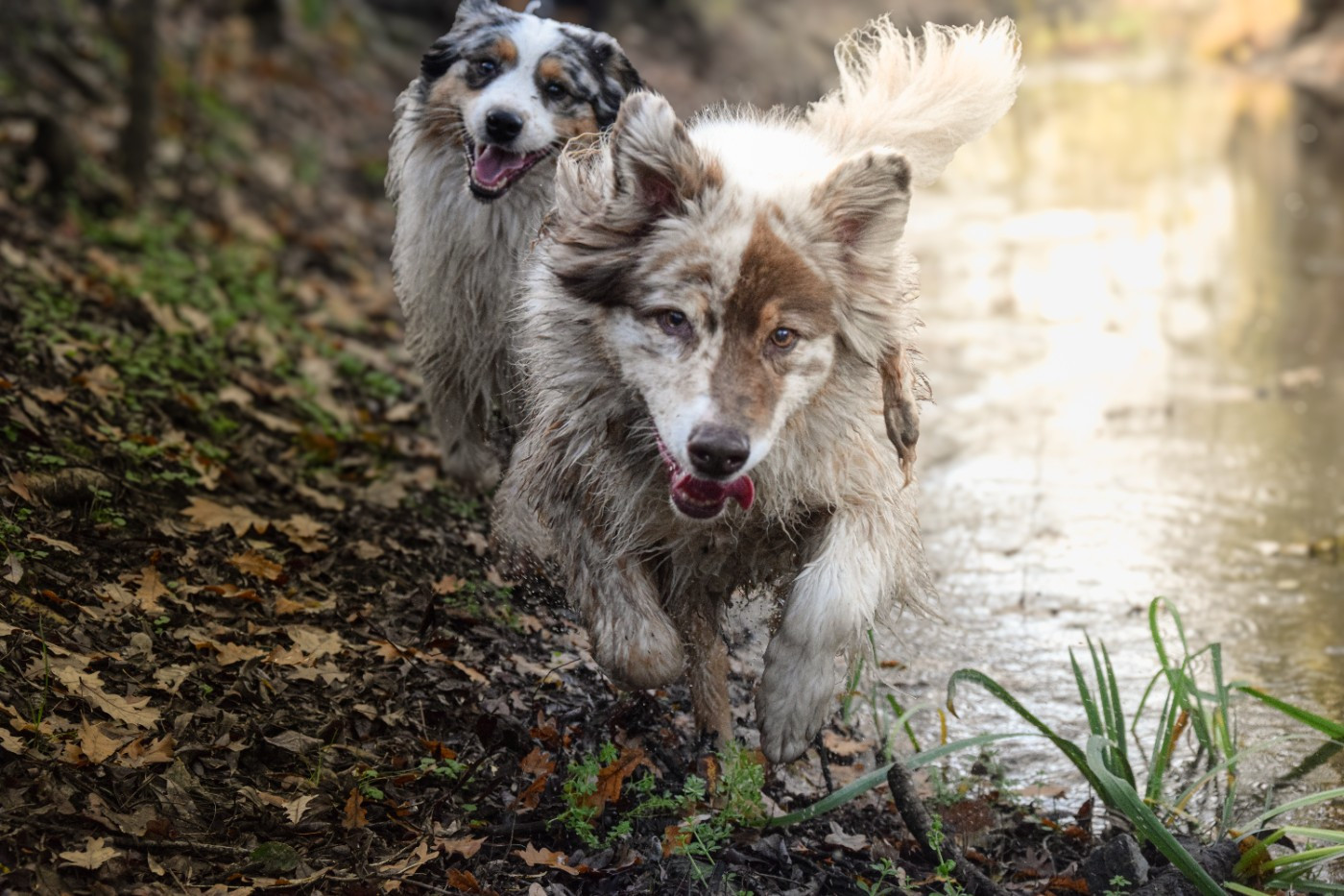 Publication : Roz Liammet