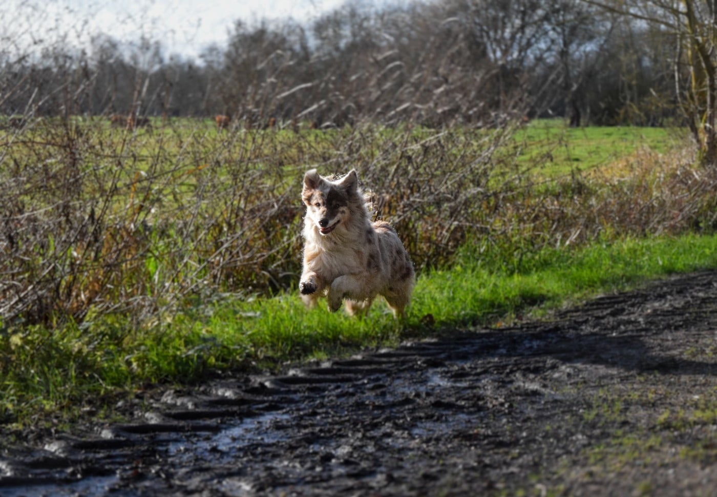 Publication : Roz Liammet